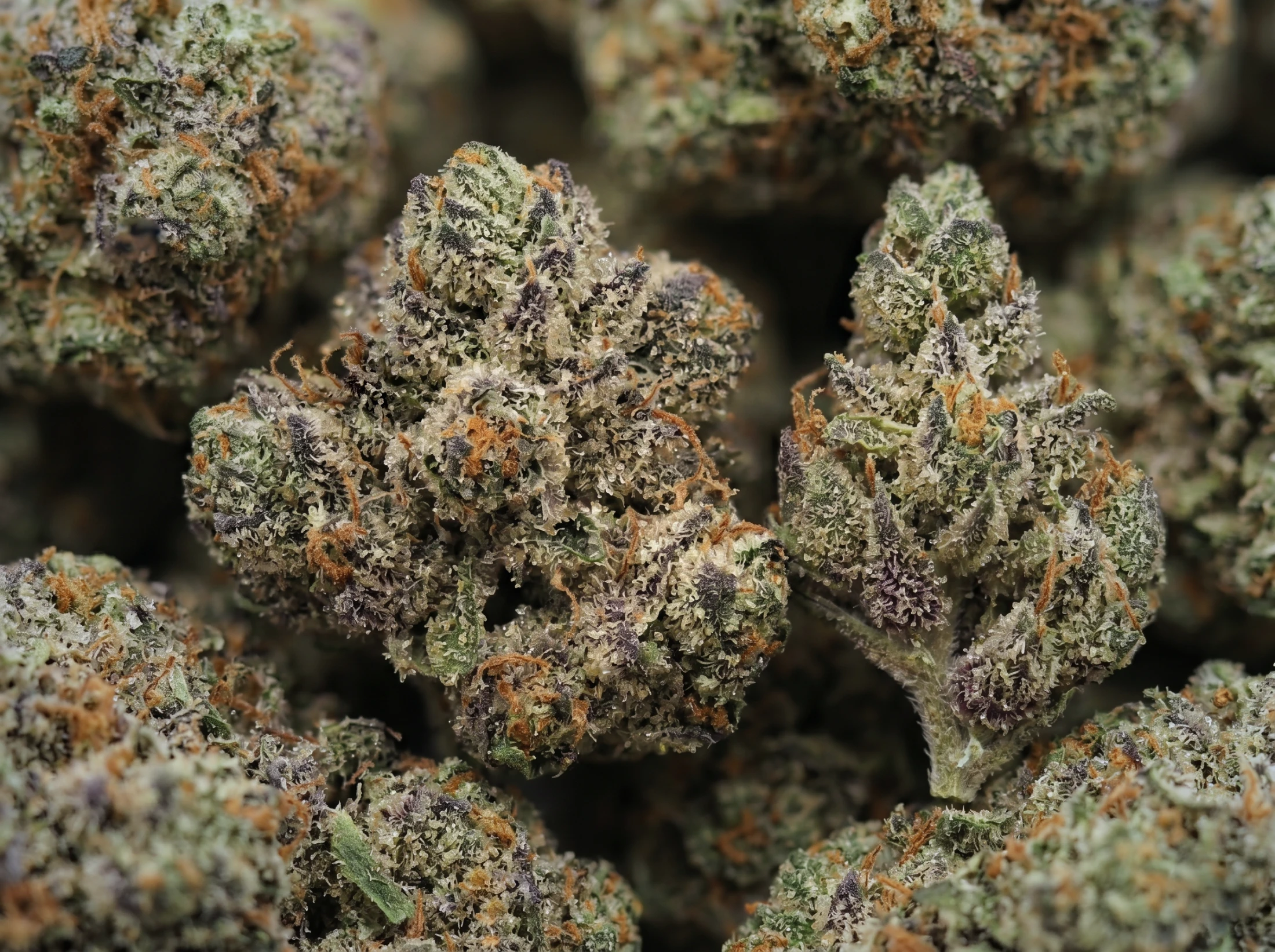 blueberry kush strain