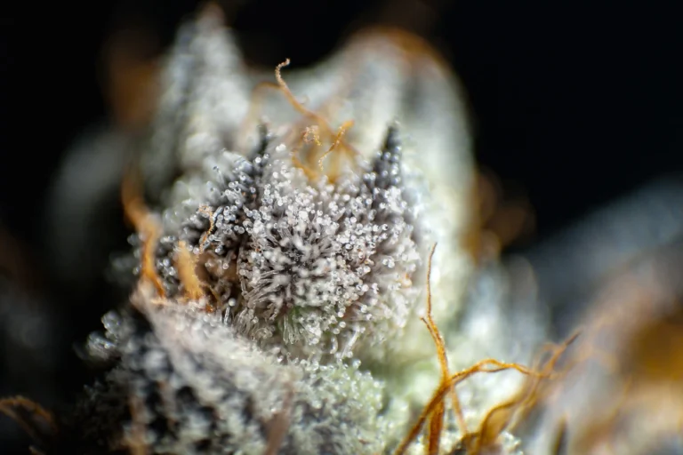 An extreme macro, close-up photograph showcasing the intricate details of a mature cannabis flower against a dark background. The sharp focal point reveals a dense blanket of clear, bulbous trichome heads glistening like tiny glass beads on delicate stalks. Thin, curly amber-brown pistils emerge from the frosty, dark green and purplish calyxes beneath. An extremely shallow depth of field creates a soft, dramatic bokeh around the outer edges, highlighting the resinous quality and rich texture of the plant.