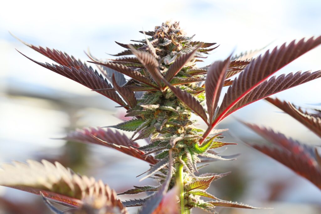 west milford dispensaries
