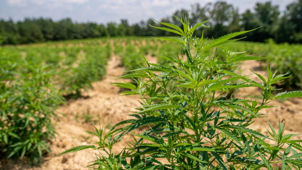west milford dispensaries